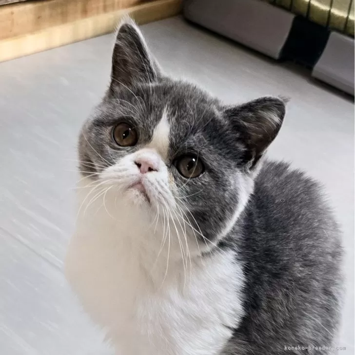 tbou 様のお迎えした子猫