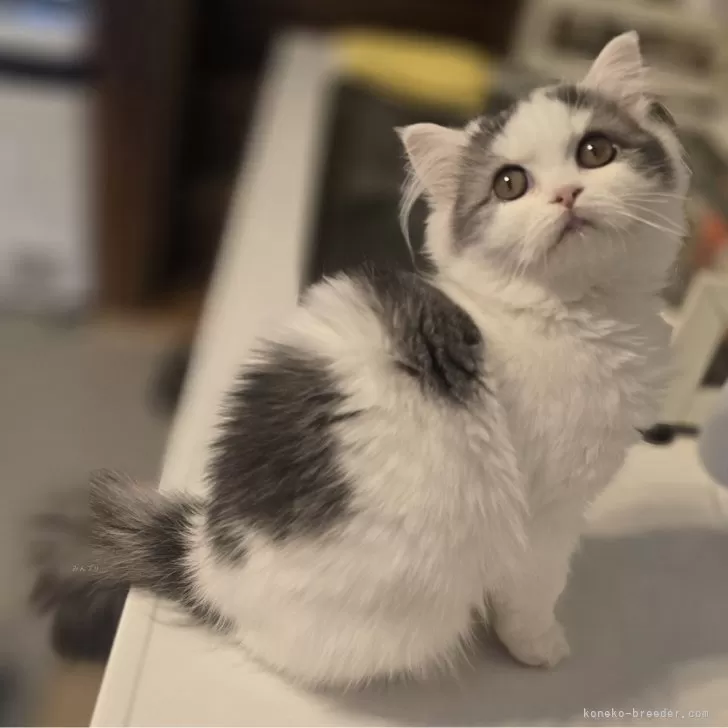 ID：2409-03104の子猫