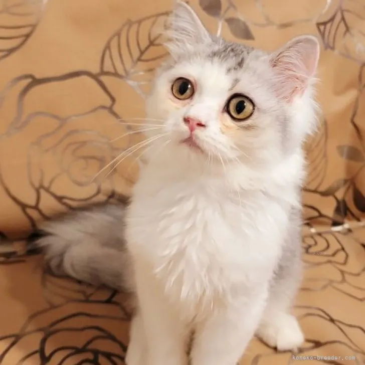 ID：2308-01105の子猫