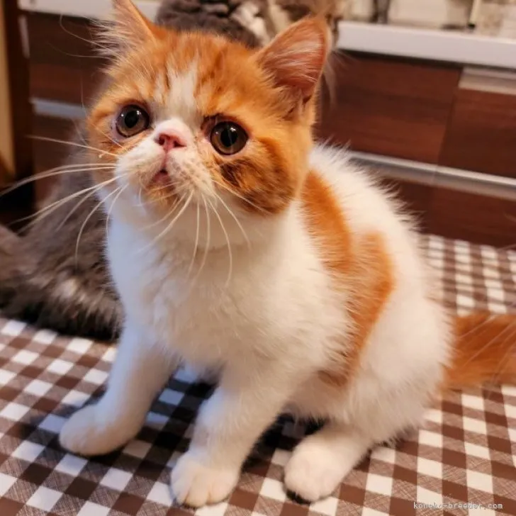 ID：2308-01659の子猫