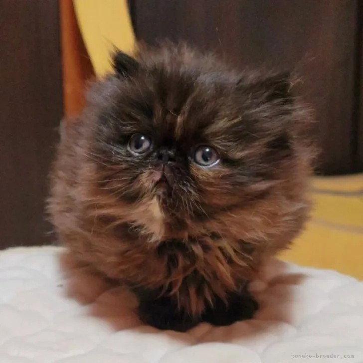 ID:2312-00922の子猫