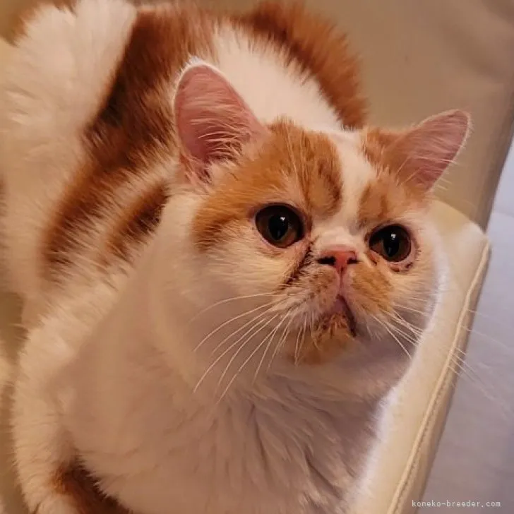 ID：2208-00869の子猫