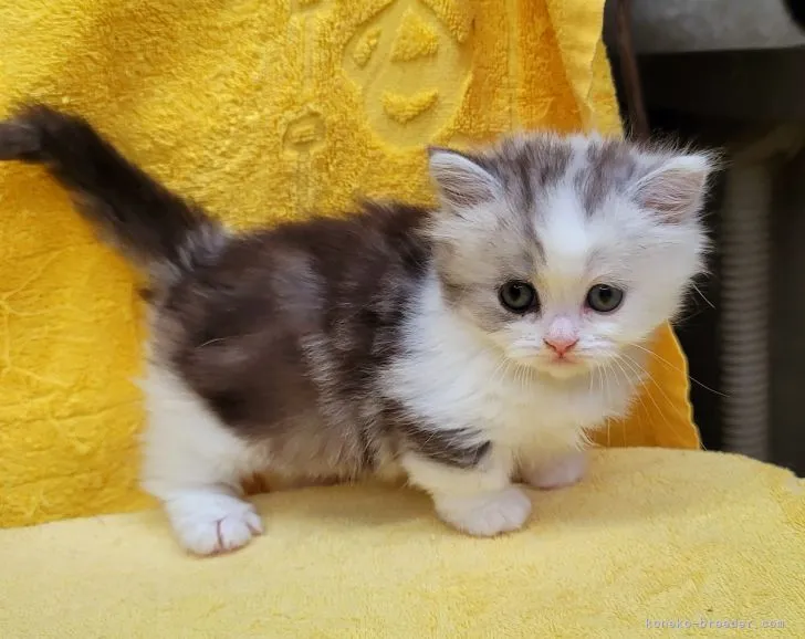 ID:2205-00557の子猫