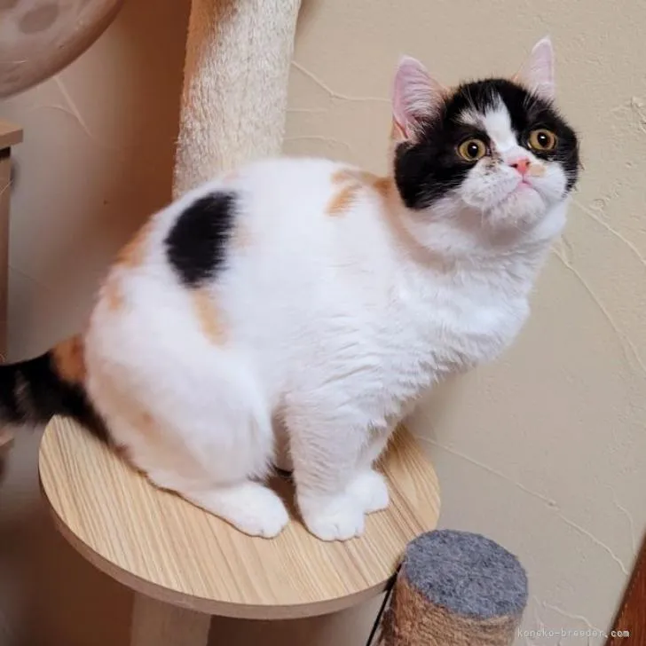 ID：2210-01482の子猫
