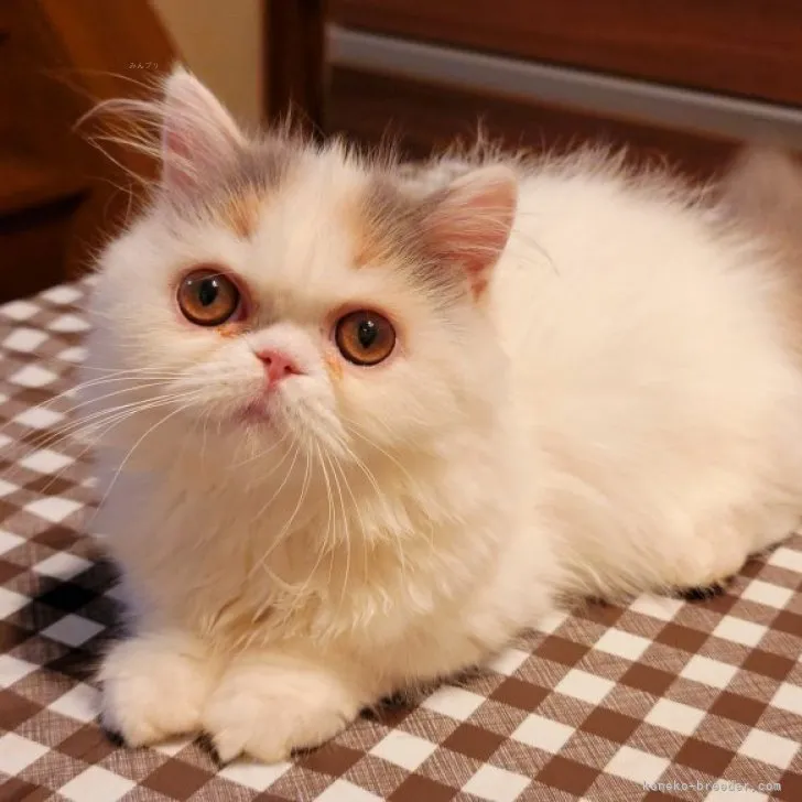 ID：2308-01453の子猫