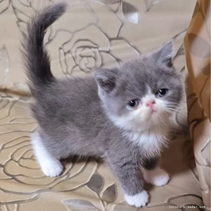ID：2408-01698の子猫