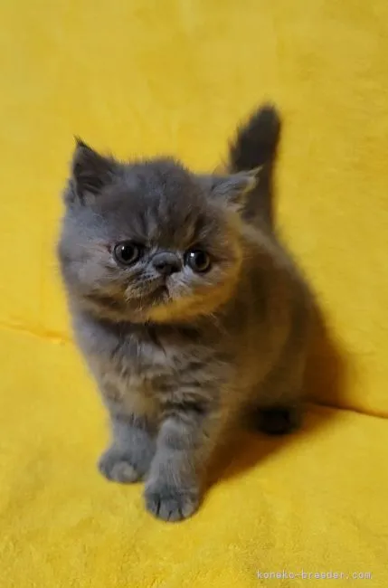 ID:2205-02544の子猫