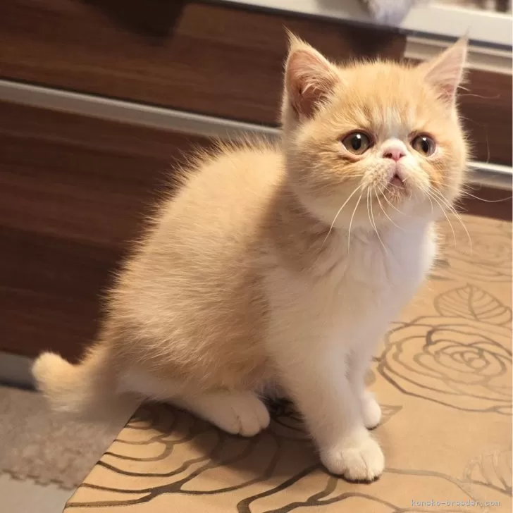 ID:2409-01477の子猫