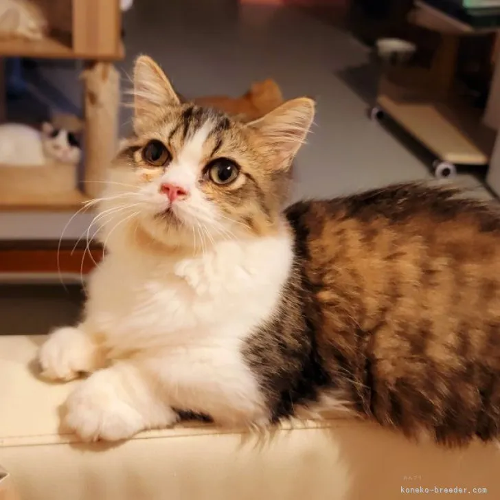 ID：2308-01098の子猫