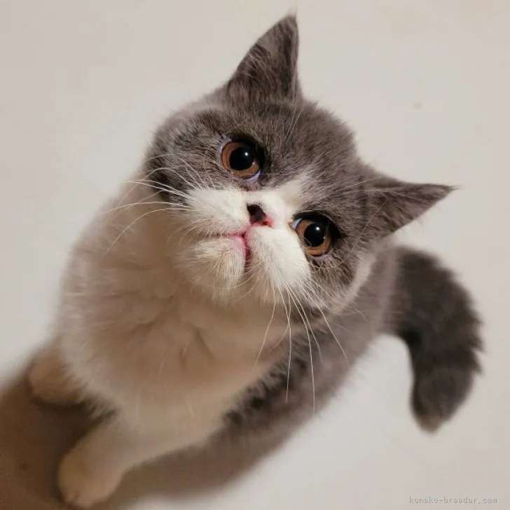 ID：2308-01149の子猫
