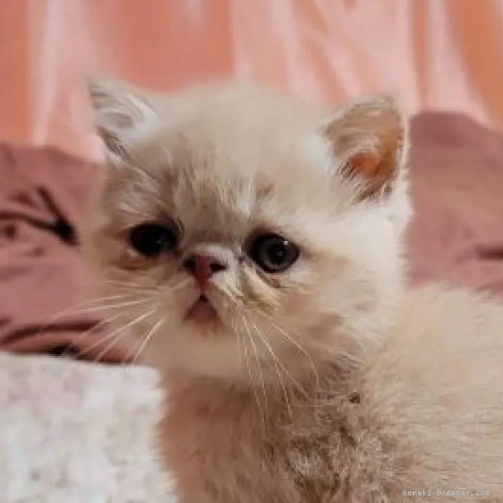 ID：2207-01186の子猫