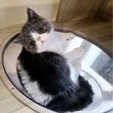 エキゾチックショートヘア【和歌山県・男の子・2024年8月1日・ブルー&ホワイト】の写真1