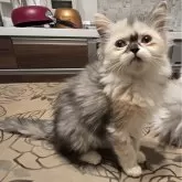 ミヌエット(長足)【和歌山県・女の子・2024年6月24日・シルバーパッチドタビー&ホワイト】の写真1