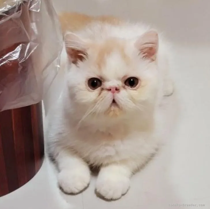 ID：2204-00275の子猫