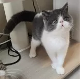 エキゾチックショートヘア【和歌山県・男の子・2024年8月1日・ブルー&ホワイト】の写真2