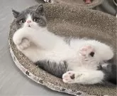 エキゾチックショートヘア【和歌山県・男の子・2024年8月1日・ブルー&ホワイト】の写真4