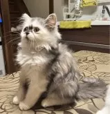 ミヌエット(長足)【和歌山県・女の子・2024年6月24日・シルバーパッチドタビー&ホワイト】の写真4