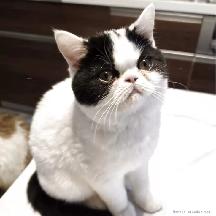 ミヌエット(長足)【和歌山県・女の子・2025年8月3日・ブラック&amp;ホワイト】の写真1