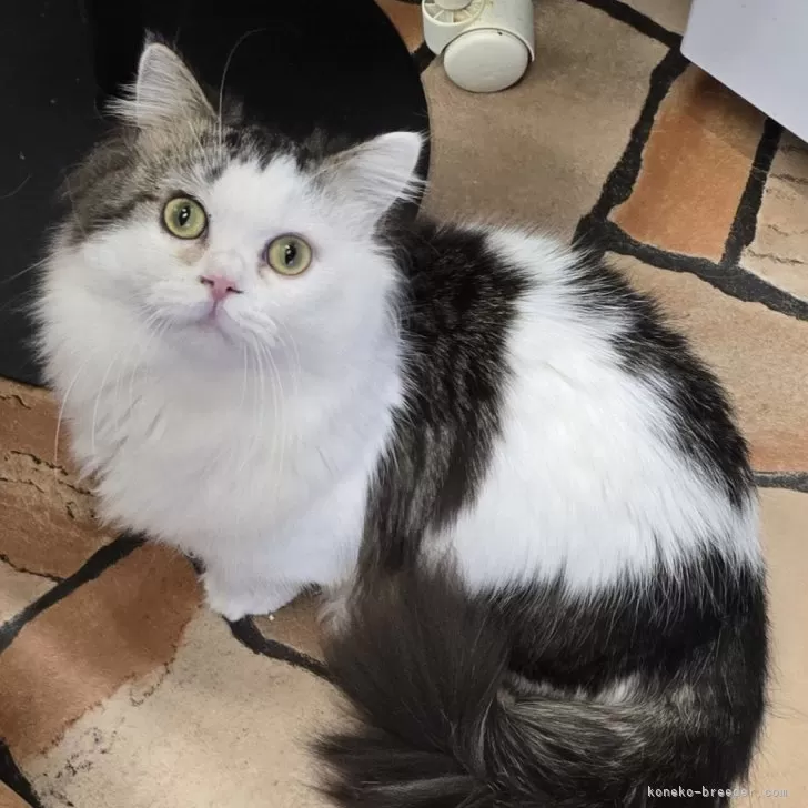 ID：2403-01378の子猫