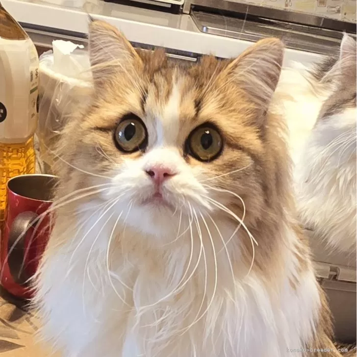 ID：2409-03122の子猫