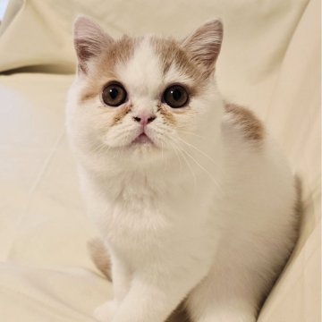 ミヌエット(長足)【和歌山県・男の子・2025年8月3日・レッド&ホワイト（ショート）】の写真「やんちゃ盛りで愛嬌たっぷりです。子猫販売価格傾向デ」