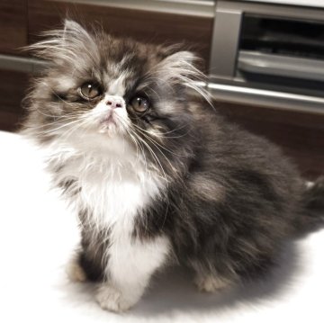 ミヌエット(長足)【和歌山県・女の子・2025年8月15日・ブラックスモーク&ホワイト（ロング）】の写真「モコモコフワフワのおっとりさんです。」