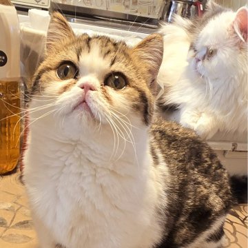 ミヌエット(短足)【和歌山県・男の子・2024年9月10日・ブラウンタビー&ホワイト（ショート）】の写真「短い足で走り回って愛機あります。」