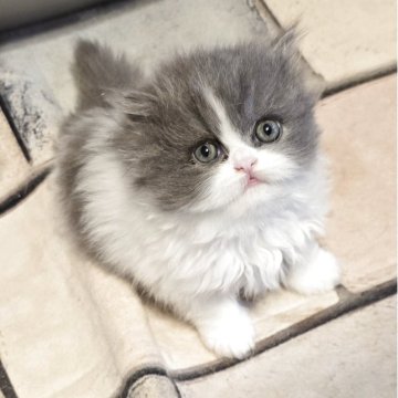 ミヌエット(長足)【和歌山県・女の子・2025年10月15日・ブルーアンドホワイト（ロング）】の写真「フワフワの毛とぺちゃんこ顔が可愛いです。」