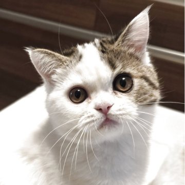 ミヌエット(長足)【和歌山県・男の子・2025年8月3日・ブラウンタビー&ホワイト（ショート）】の写真「やんちゃ盛りで愛嬌たっぷりです。」