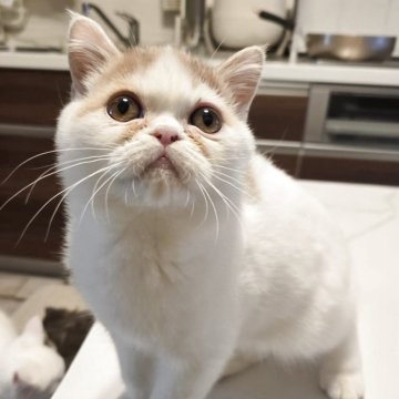 ミヌエット(長足)【和歌山県・男の子・2025年8月3日・レッド&ホワイト（ショート）】の写真「やんちゃ盛りで愛嬌たっぷりです。子猫販売価格傾向デ」