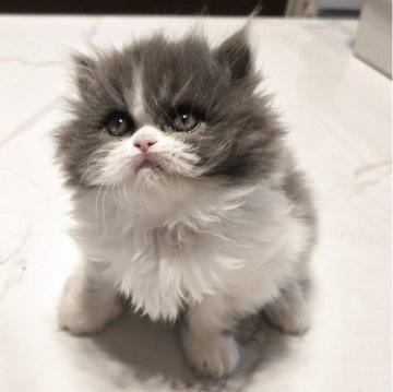 ミヌエット(長足)【和歌山県・女の子・2025年10月15日・ブルーアンドホワイト（ロング）】の写真「フワフワの毛とぺちゃんこ顔が可愛いです。」