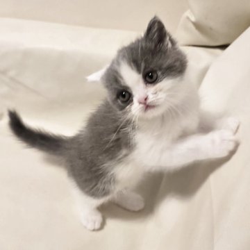 ミヌエット(長足)【和歌山県・女の子・2025年10月15日・ブルーアンドホワイト（ショート）】の写真「好奇心旺盛のやんちゃさんです。」