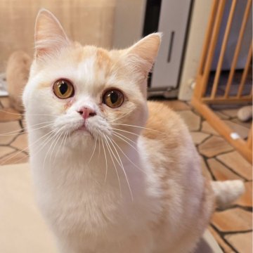 ミヌエット(長足)【和歌山県・男の子・2024年7月20日・レッドタビー&ホワイト（ショート）】の写真「やんちゃ盛りで愛機あります。」