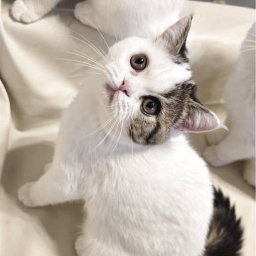 ミヌエット(長足)【和歌山県・男の子・2025年8月3日・ブラウンタビー&ホワイト（ショート）】の写真「やんちゃ盛りで愛嬌たっぷりです。」