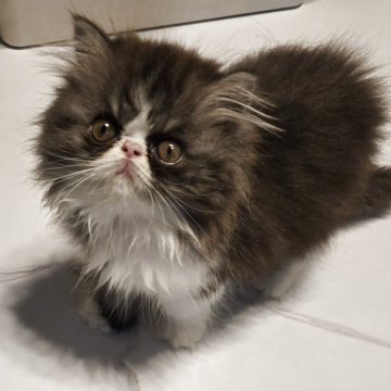 ミヌエット(長足)【和歌山県・女の子・2025年8月15日・ブラックスモーク&ホワイト（ロング）】の写真「モコモコフワフワのおっとりさんです。」