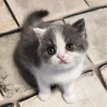 ミヌエット(長足)【和歌山県・女の子・2025年10月15日・ブルーアンドホワイト（ショート）】の写真「好奇心旺盛のやんちゃさんです。」