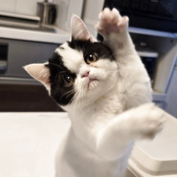 ミヌエット(長足)【和歌山県・女の子・2025年8月3日・ブラック&ホワイト（ショート）】の写真「ペチャ顔のやんちゃさんです。」