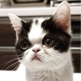 ミヌエット(長足)