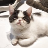 ミヌエット(長足)