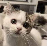 ミヌエット(長足)