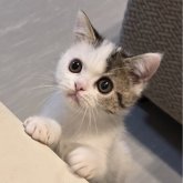 ミヌエット(長足)