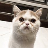 ミヌエット(長足)