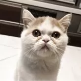 ミヌエット(長足)