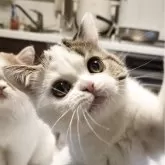 ミヌエット(長足)