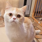 ミヌエット(長足)