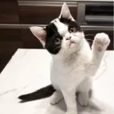 ミヌエット(長足)