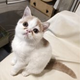 ミヌエット(長足)