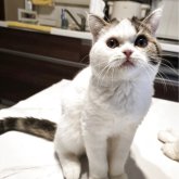 ミヌエット(長足)