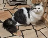 ミヌエット(短足)【和歌山県・男の子・2024年2月15日・ブラウンタビー&ホワイト】の写真3