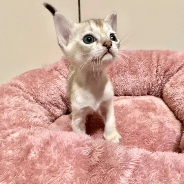 ID：2309-00537の子猫